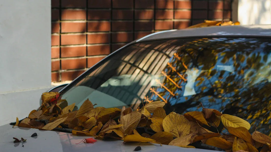 How to get sap off car